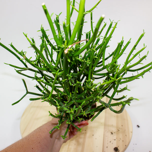 Euphorbia tirucalli 'Pencil Cactus' 12cm H40cm