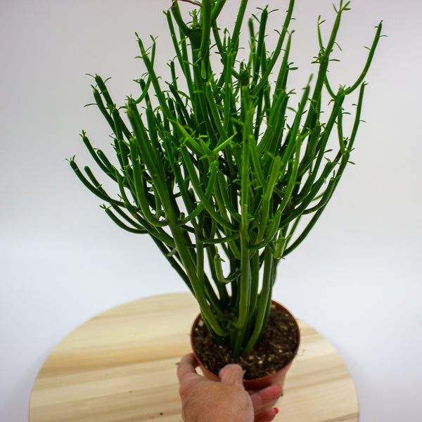 Euphorbia tirucalli 'Pencil Cactus' 12cm H40cm