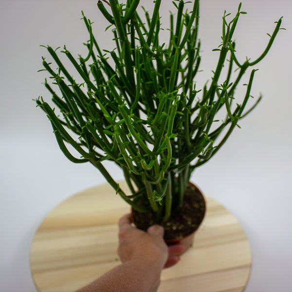 Euphorbia tirucalli 'Pencil Cactus' 12cm H40cm