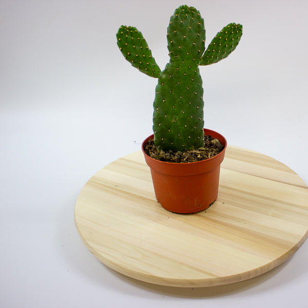 Opuntia rubescens 'Consolea' 13cm H35cm
