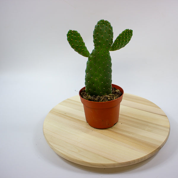 Opuntia rubescens 'Consolea' 13cm H35cm