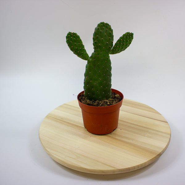 Opuntia rubescens 'Consolea' 13cm H35cm