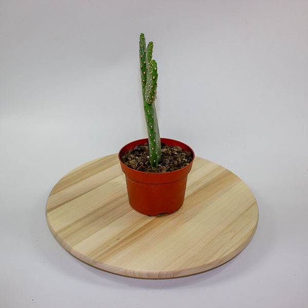 Opuntia rubescens 'Consolea' 13cm H35cm