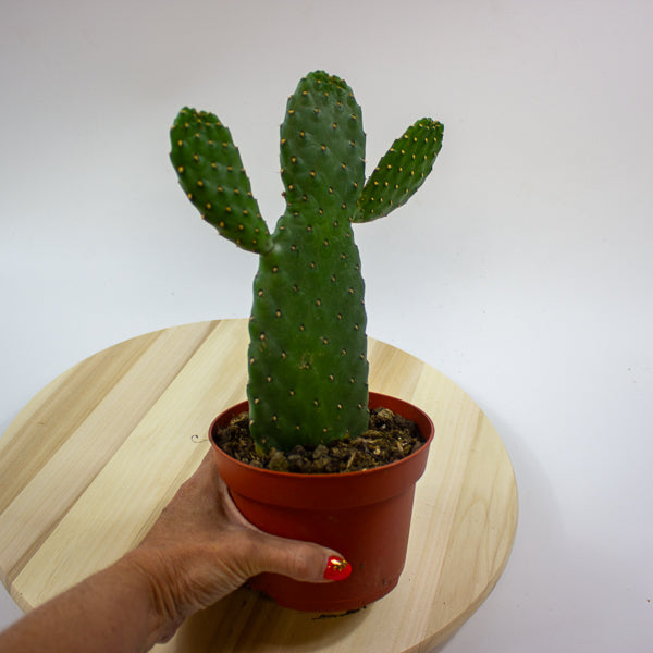 Opuntia rubescens 'Consolea' 13cm H35cm