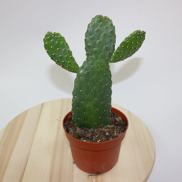 Opuntia rubescens 'Consolea' 13cm H35cm