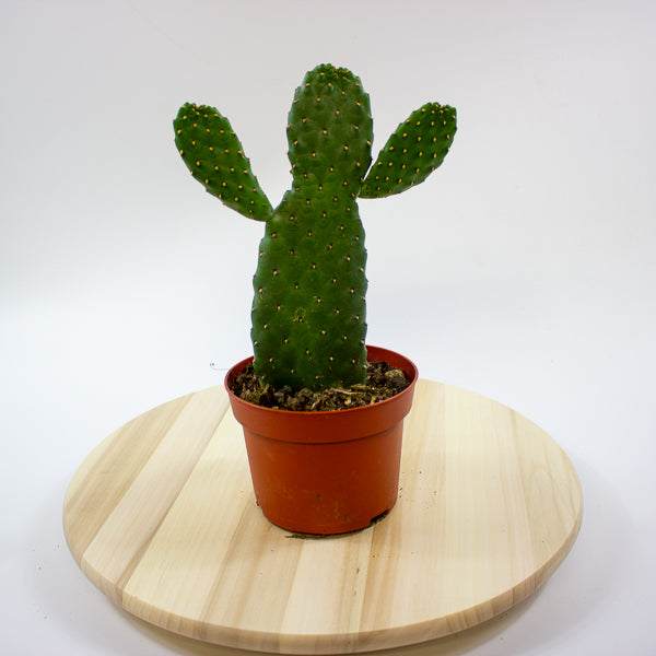 Opuntia rubescens 'Consolea' 13cm H35cm