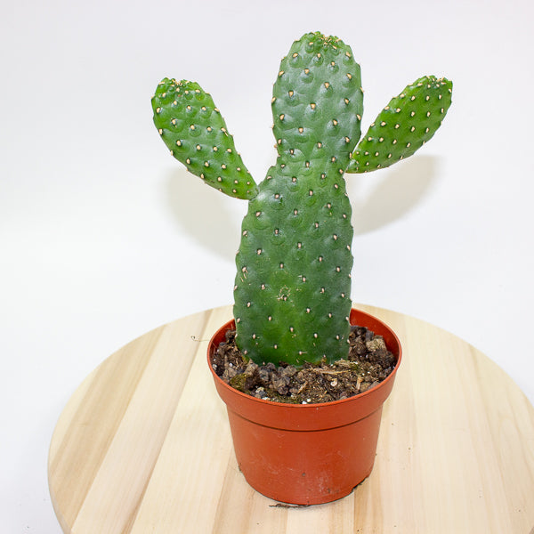 Opuntia rubescens 'Consolea' 13cm H35cm