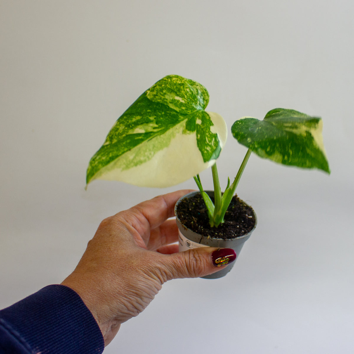 Monstera 'Crème Brûlée' 6cm H15cm
