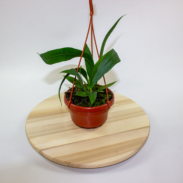 Anthurium Vittarifolium 14cm H25cm