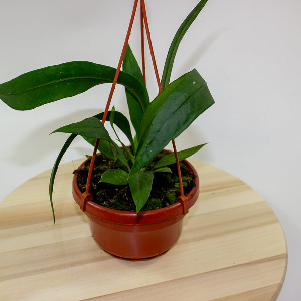 Anthurium Vittarifolium 14cm H25cm