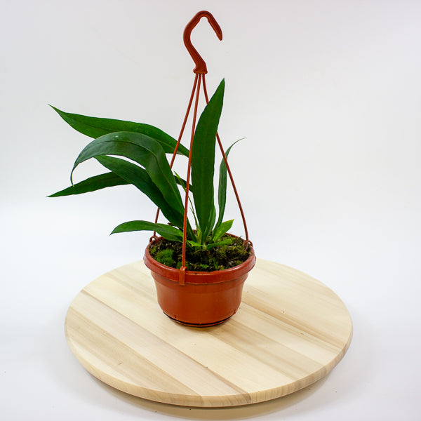 Anthurium Vittarifolium 14cm H25cm