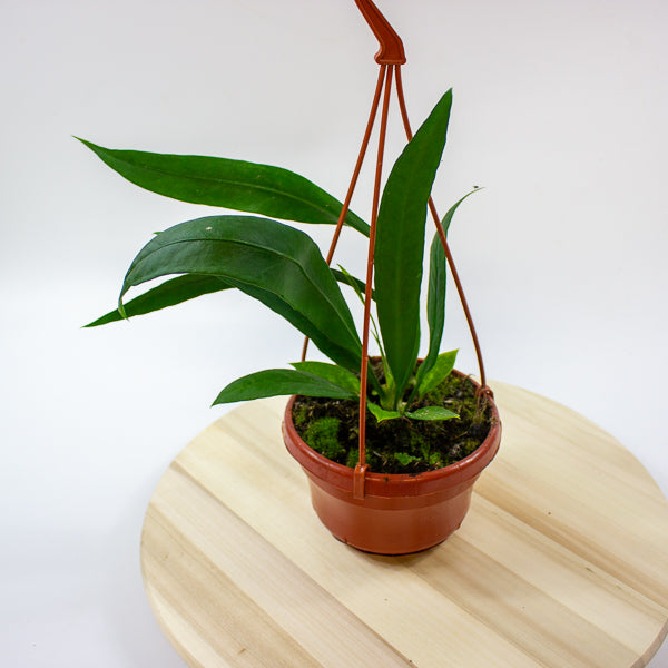 Anthurium Vittarifolium 14cm H25cm