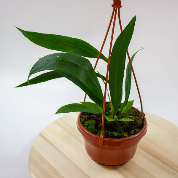 Anthurium Vittarifolium 14cm H25cm