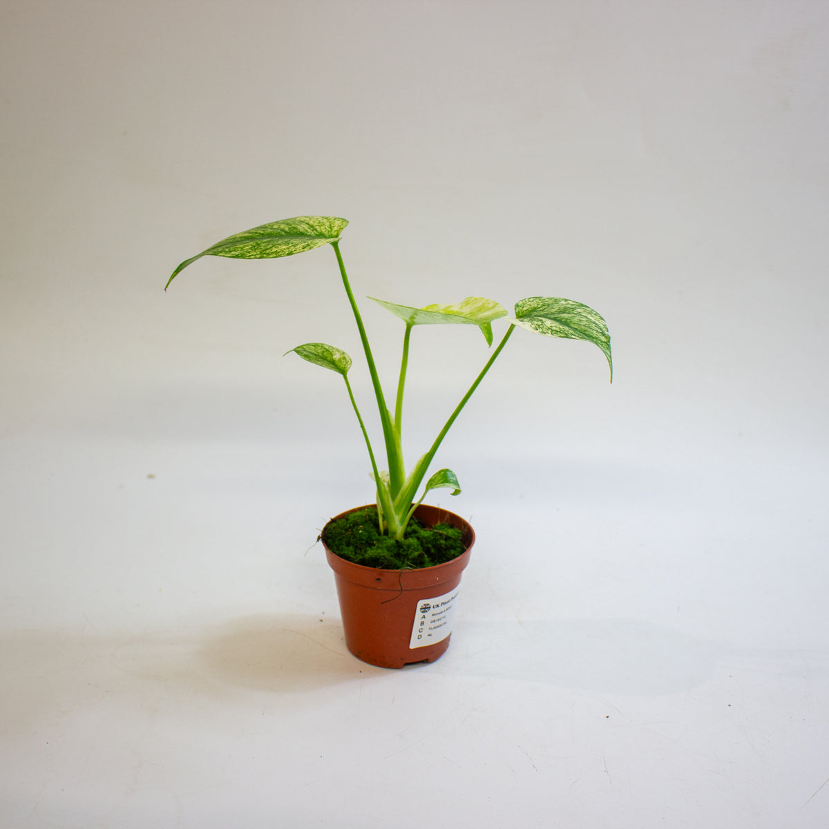 Monstera MINT 8cm H10cm