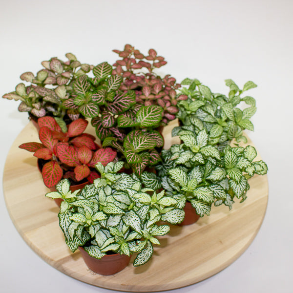 Fittonia 'Nerve Plant' 7cm H12cm