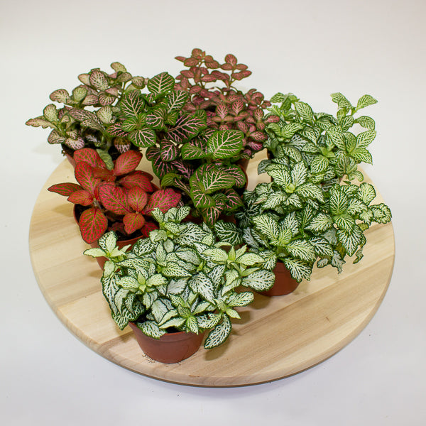 Fittonia 'Nerve Plant' 7cm H12cm