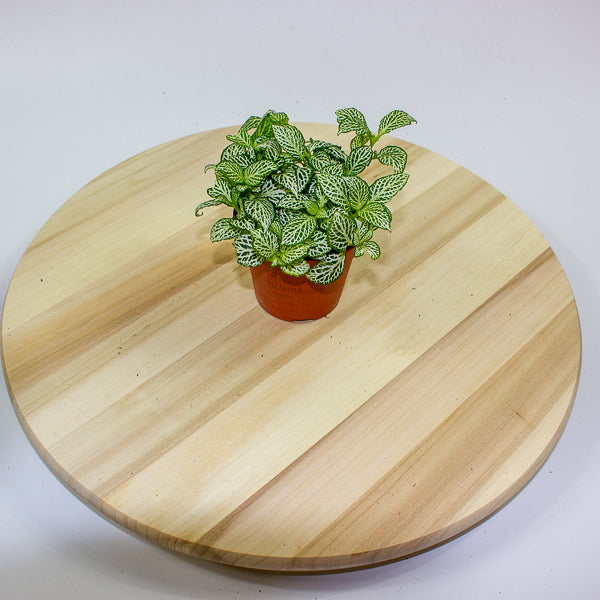 Fittonia 'Nerve Plant' 7cm H12cm