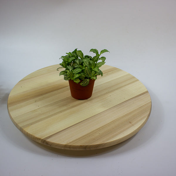 Fittonia 'Nerve Plant' 7cm H12cm