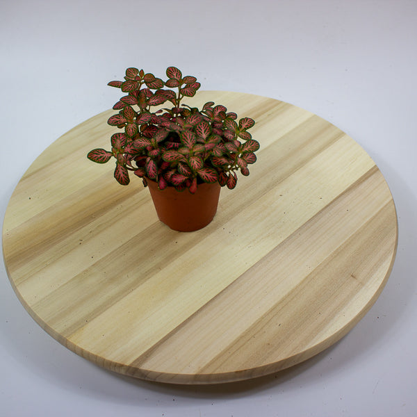 Fittonia 'Nerve Plant' 7cm H12cm