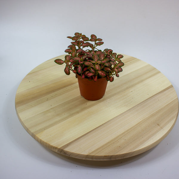 Fittonia 'Nerve Plant' 7cm H12cm
