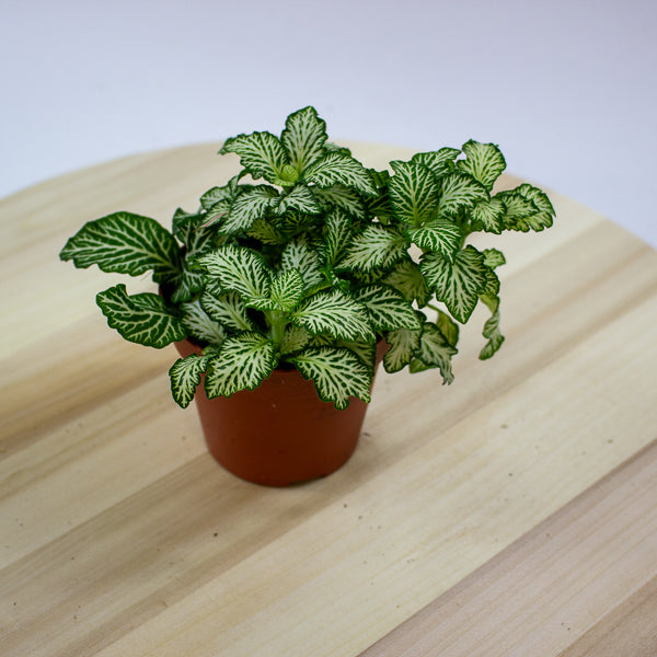 Fittonia 'Nerve Plant' 7cm H12cm