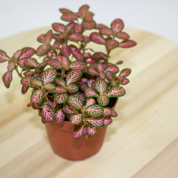 Fittonia 'Nerve Plant' 7cm H12cm