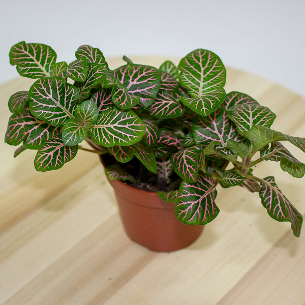 Fittonia 'Nerve Plant' 7cm H12cm