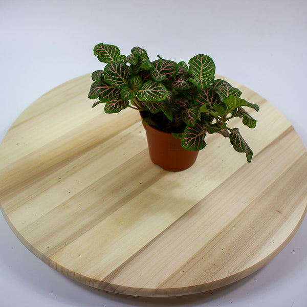 Fittonia 'Nerve Plant' 7cm H12cm