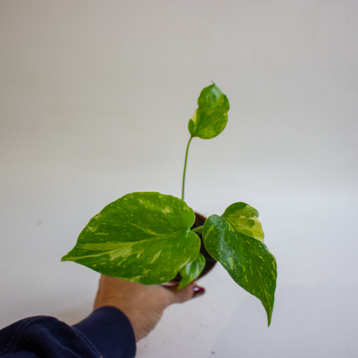 Monstera deliciosa 'Electro Light' 8cm H10cm