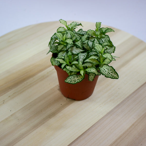 Fittonia 'Nerve Plant' 7cm H12cm