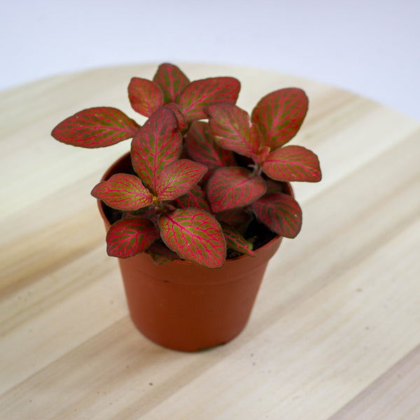 Fittonia 'Nerve Plant' 7cm H12cm