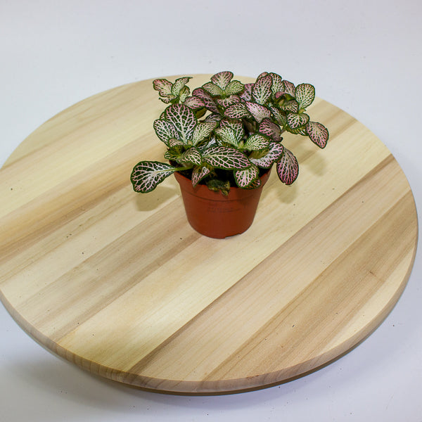 Fittonia 'Nerve Plant' 7cm H12cm
