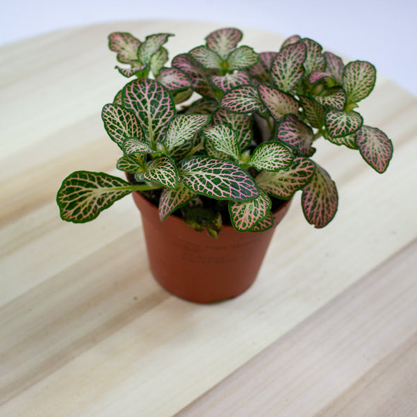 Fittonia 'Nerve Plant' 7cm H12cm