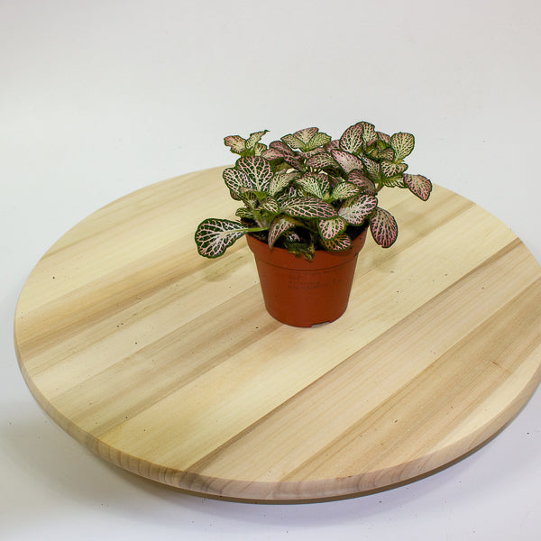 Fittonia 'Nerve Plant' 7cm H12cm