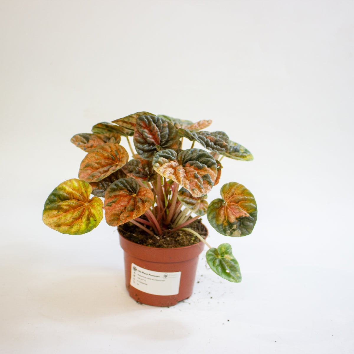 Peperomia caperata 'Disco Fall' 10.5cm H15cm