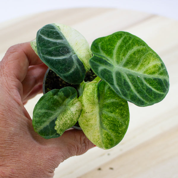 Alocasia Ninja Variegated 6cm H11cm