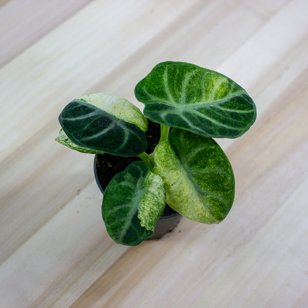 Alocasia Ninja Variegated 6cm H11cm