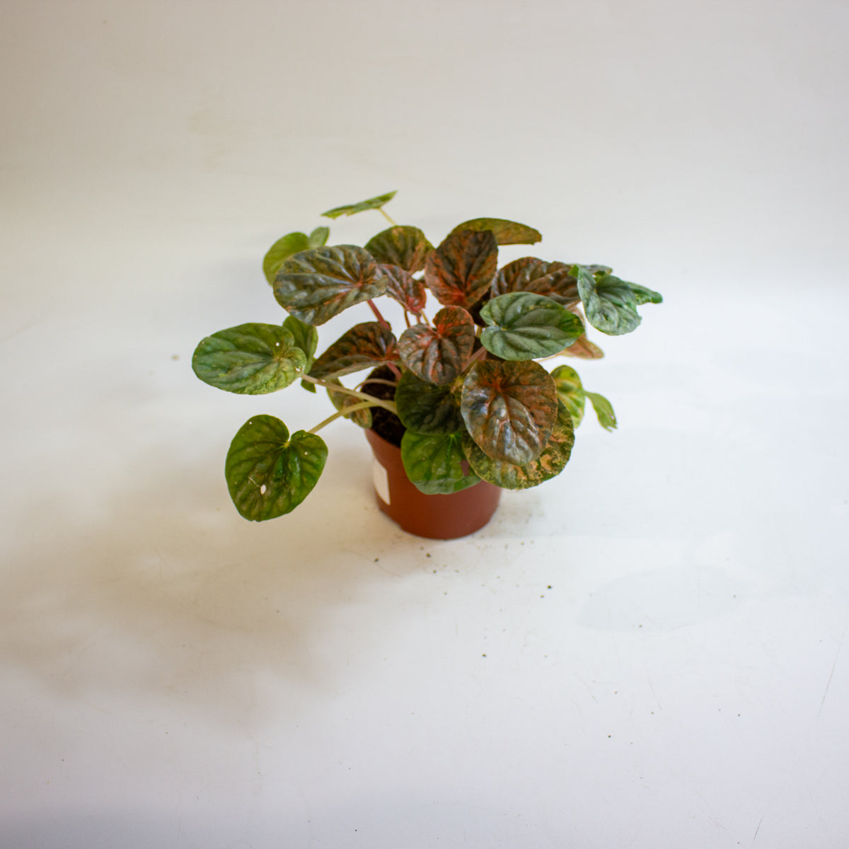 Peperomia caperata 'Pink Lady' 10.5cm H15cm