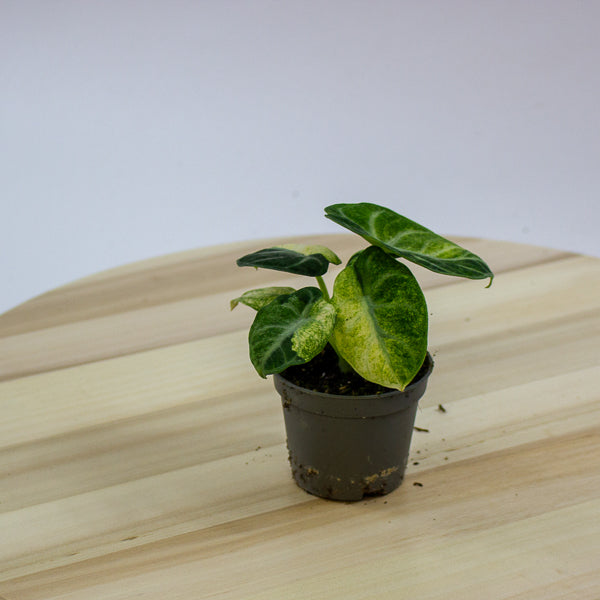 Alocasia Ninja Variegated 6cm H11cm