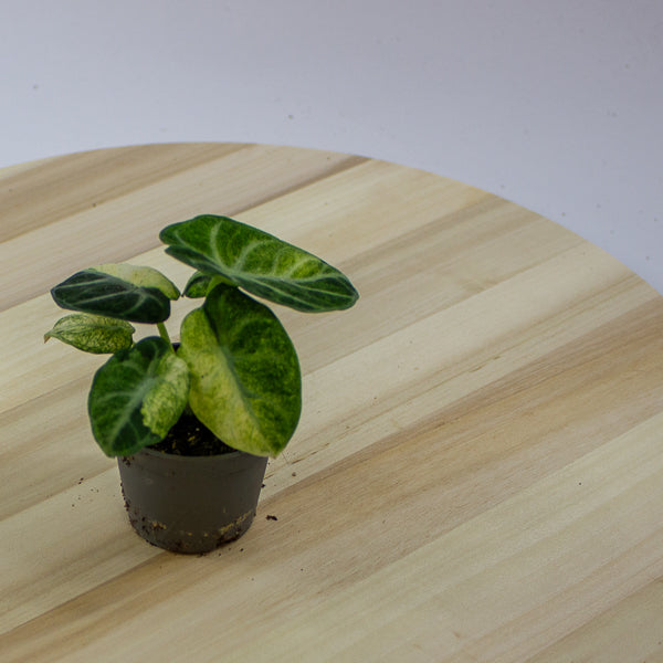 Alocasia Ninja Variegated 6cm H11cm
