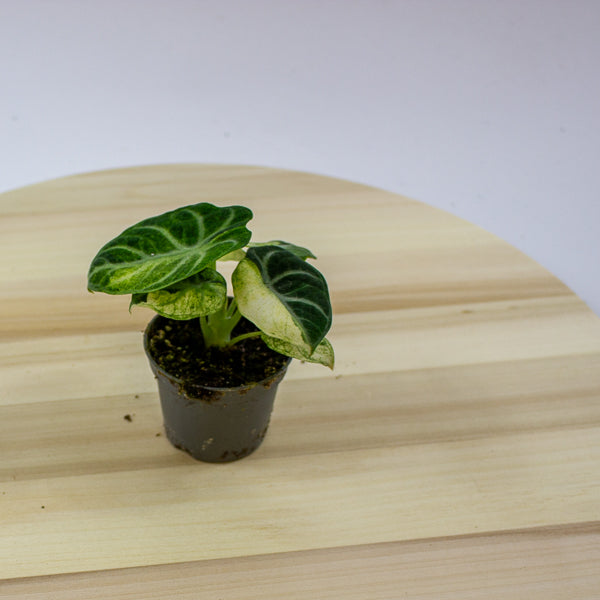 Alocasia Ninja Variegated 6cm H11cm