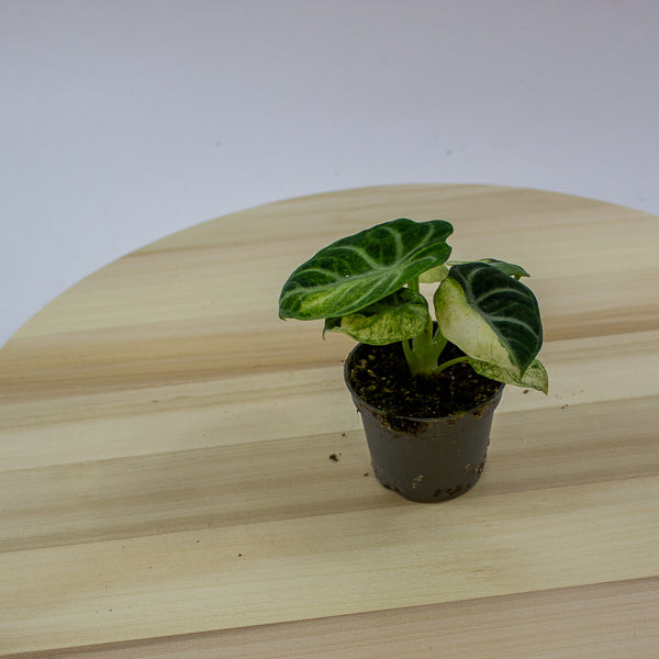 Alocasia Ninja Variegated 6cm H11cm