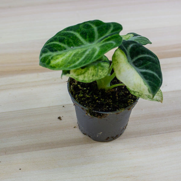 Alocasia Ninja Variegated 6cm H11cm