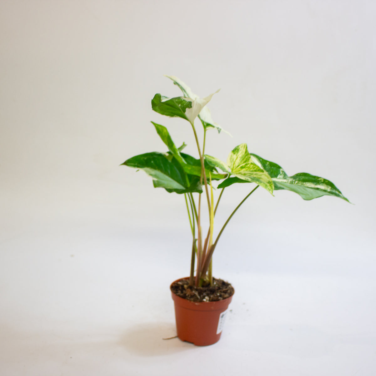 Syngonium podophyllum 'Albo Variegatum' 9cm H15cm