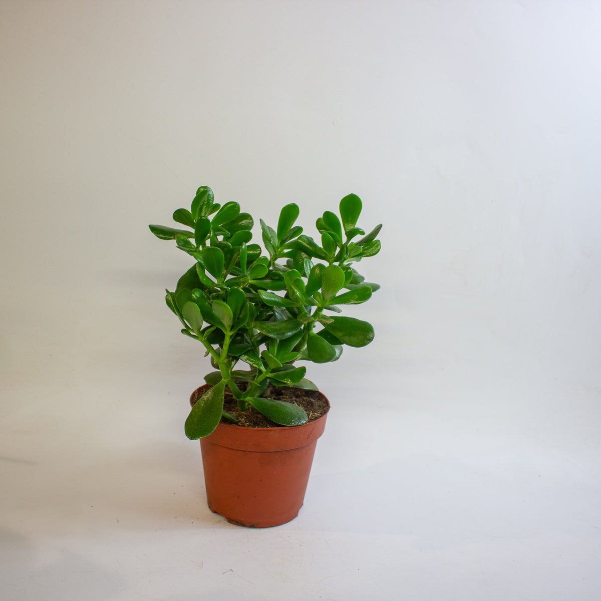 Crassula Ovata 17cm H30cm