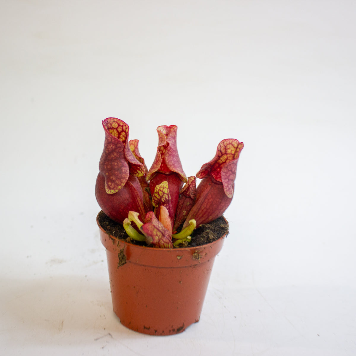 Sarracenia purpurea subsp. venosa 8.5cm H15cm