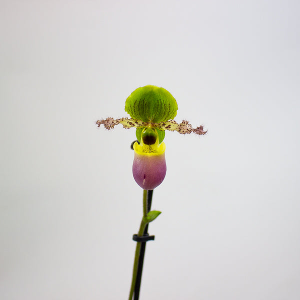 Paphiopedilum Pinoccio 12cm H35cm