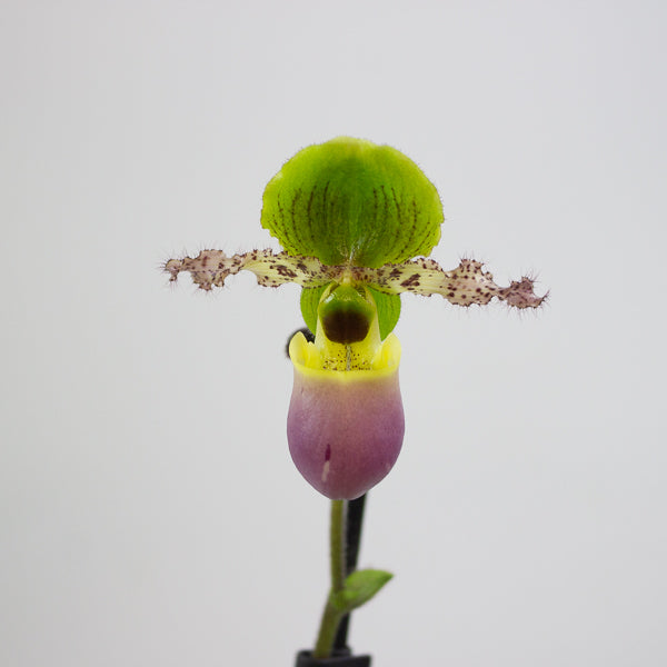 Paphiopedilum Pinoccio 12cm H35cm