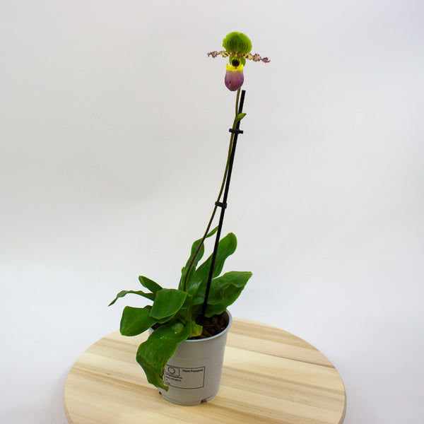 Paphiopedilum Pinoccio 12cm H35cm