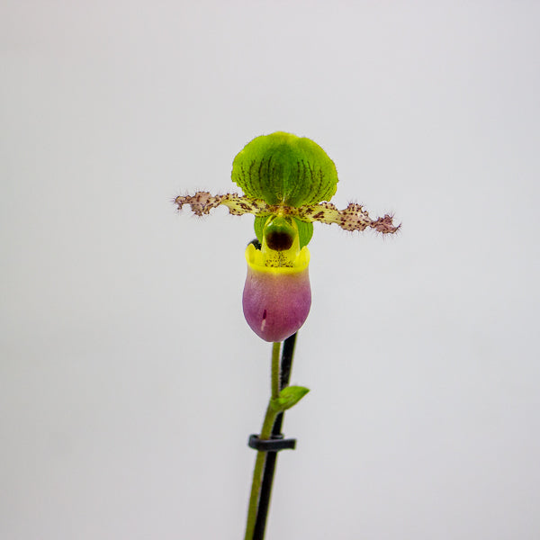 Paphiopedilum Pinoccio 12cm H35cm